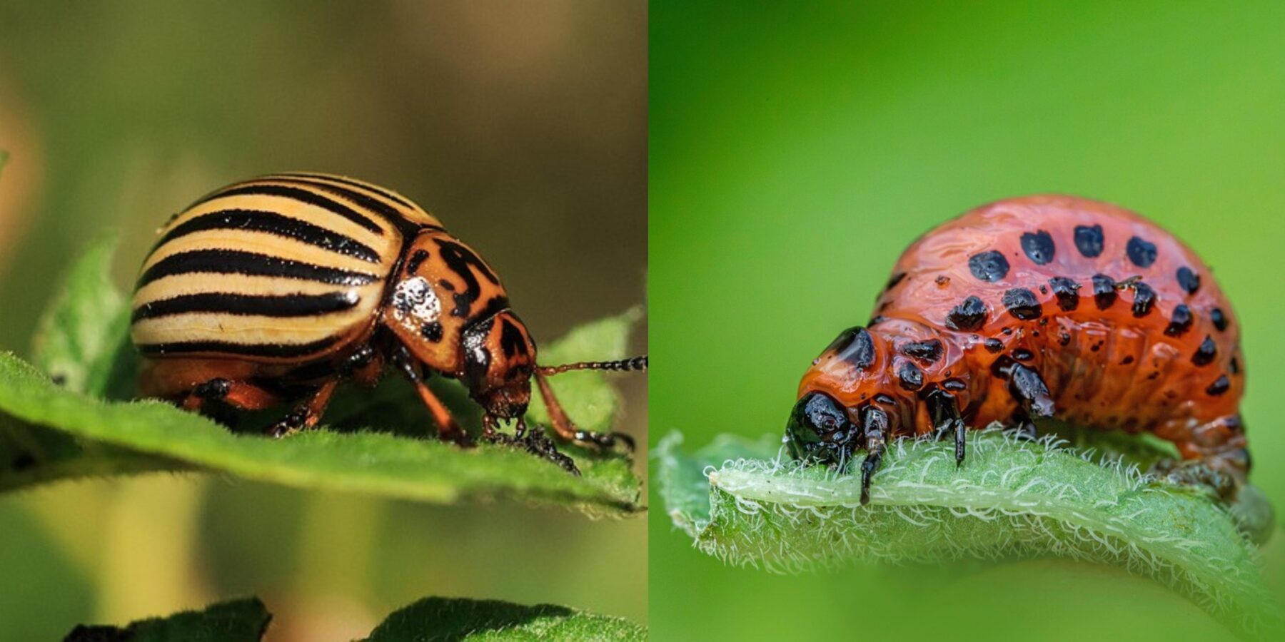 Вчений розповів, куди поділися колорадські жуки з України