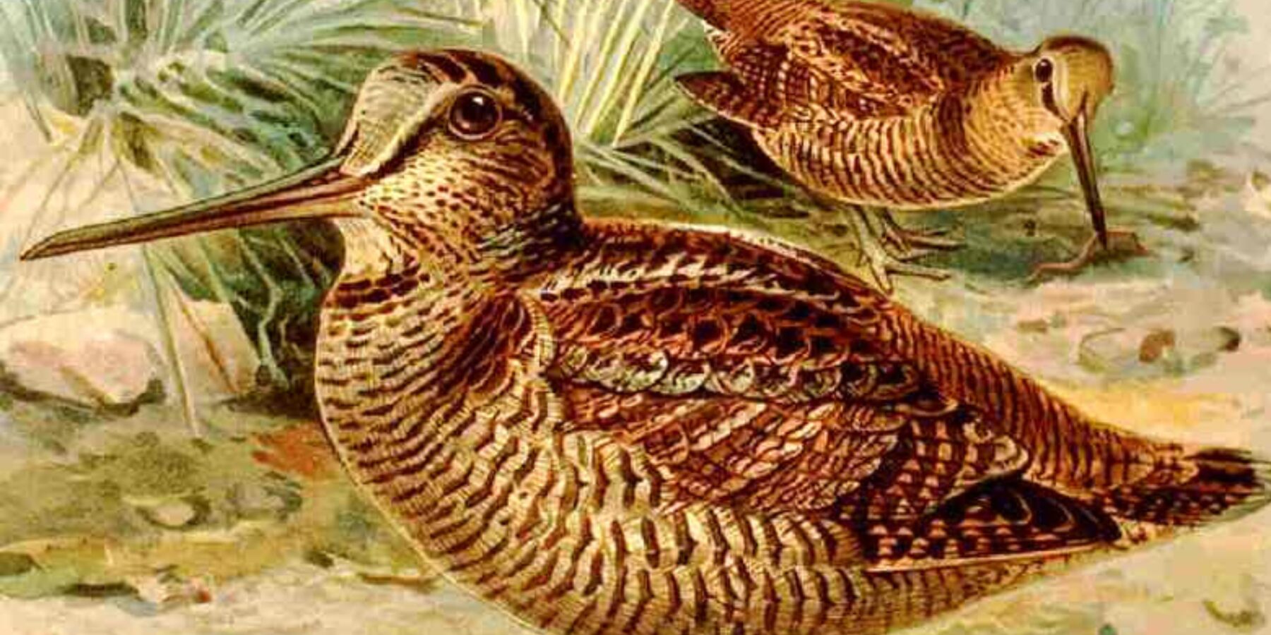 У Чорнобилі зафіксували появу “птаха-невидимки”