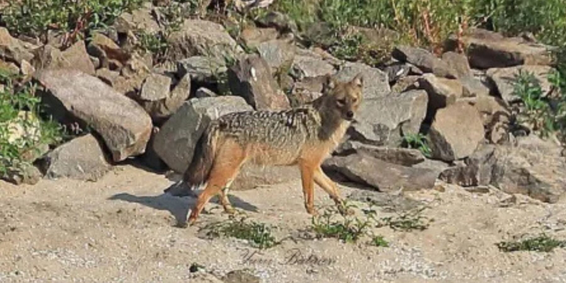 На Запоріжжі зафіксували появу дикого золотавого шакала