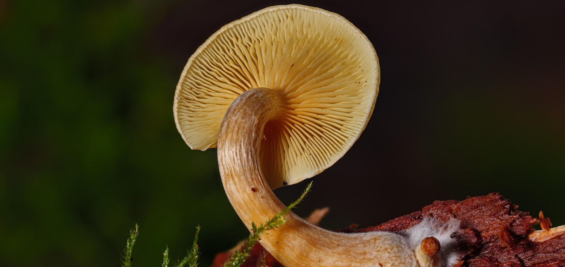 Українські науковці створили екологічний пластик із грибів