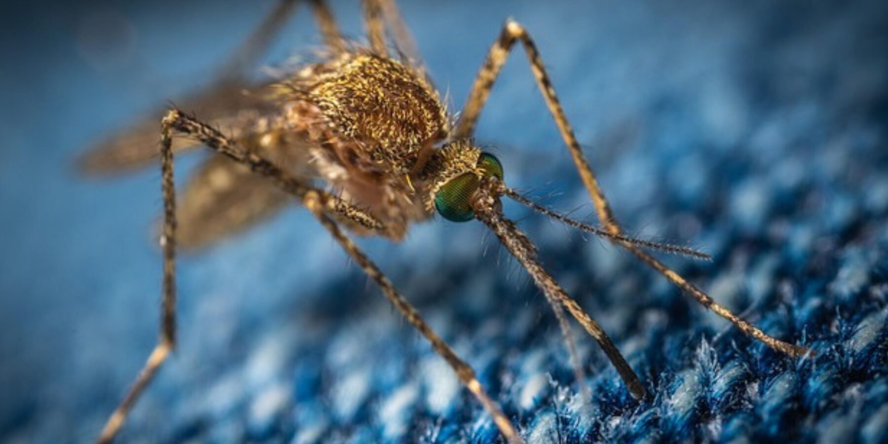 Вчені визначили, як комарі ставляться до пива Вчені визначили, як комарі ставляться до пива