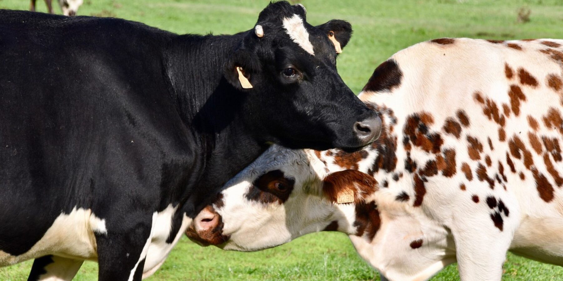 Експерти визначили вплив спеки на виробництво молока