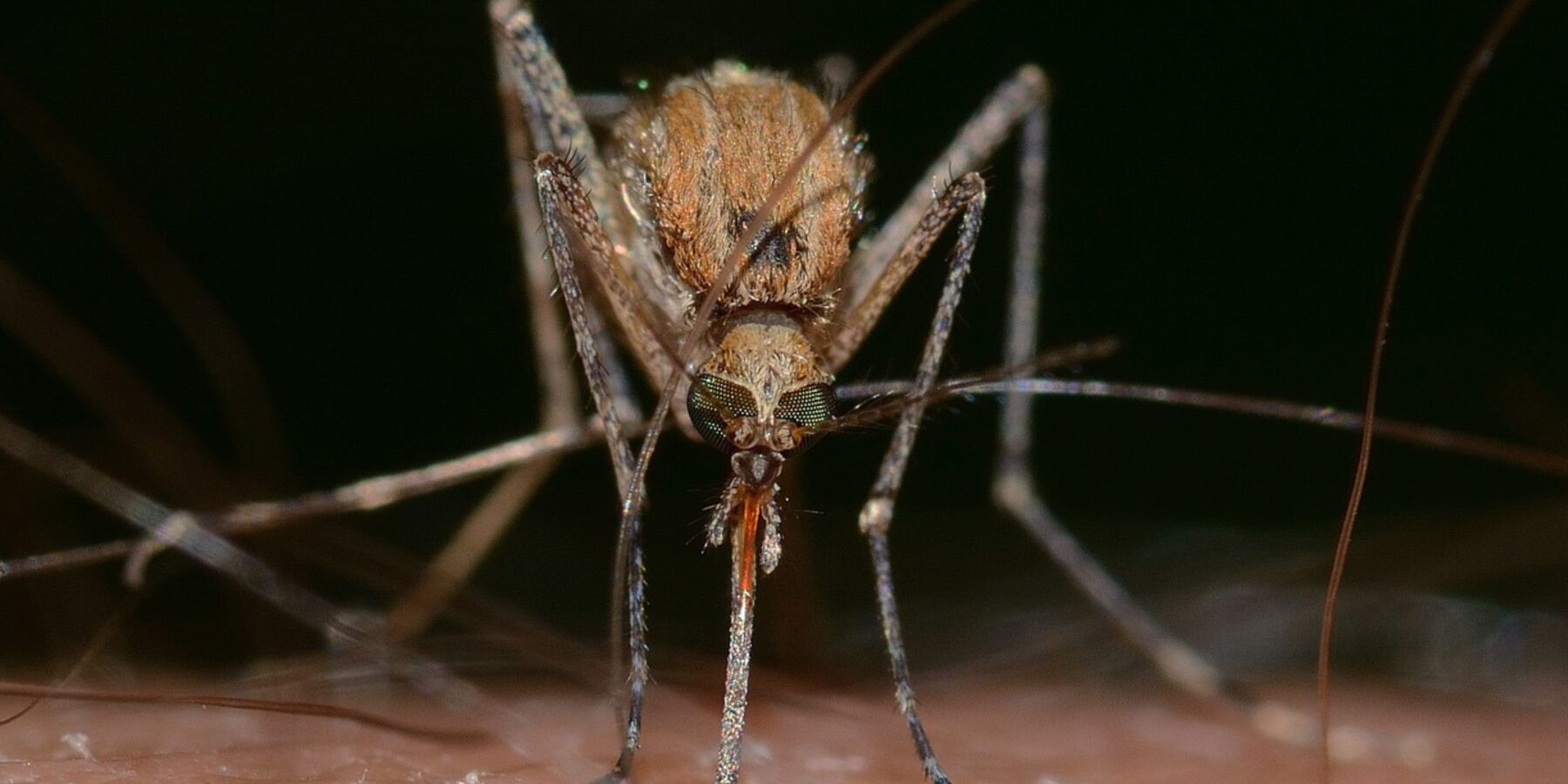 Вчені з'ясували, хто з людей є "магнітом для комарів"