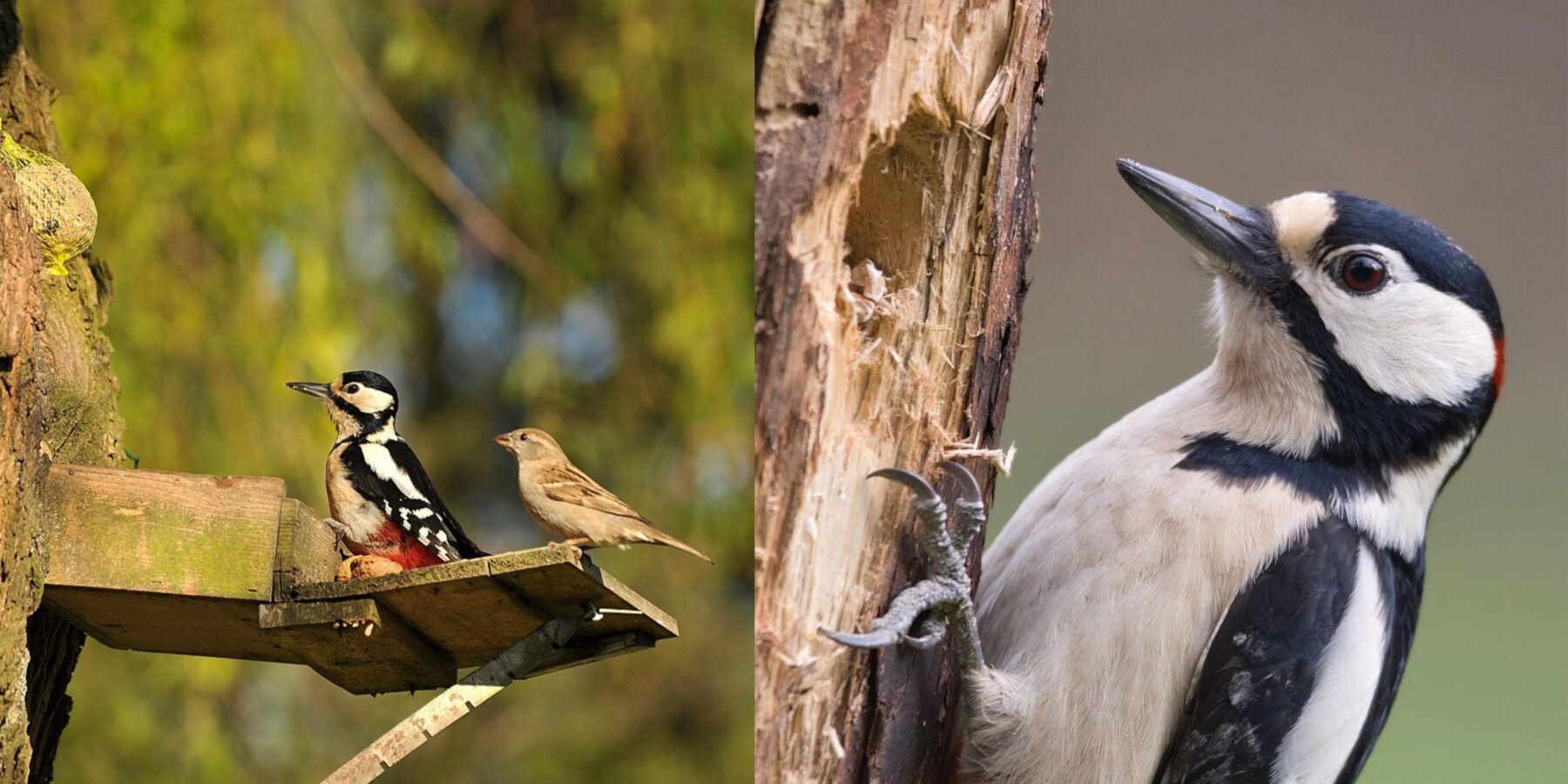 Вчені з’ясували, чому насправді дятли стукають по дереву