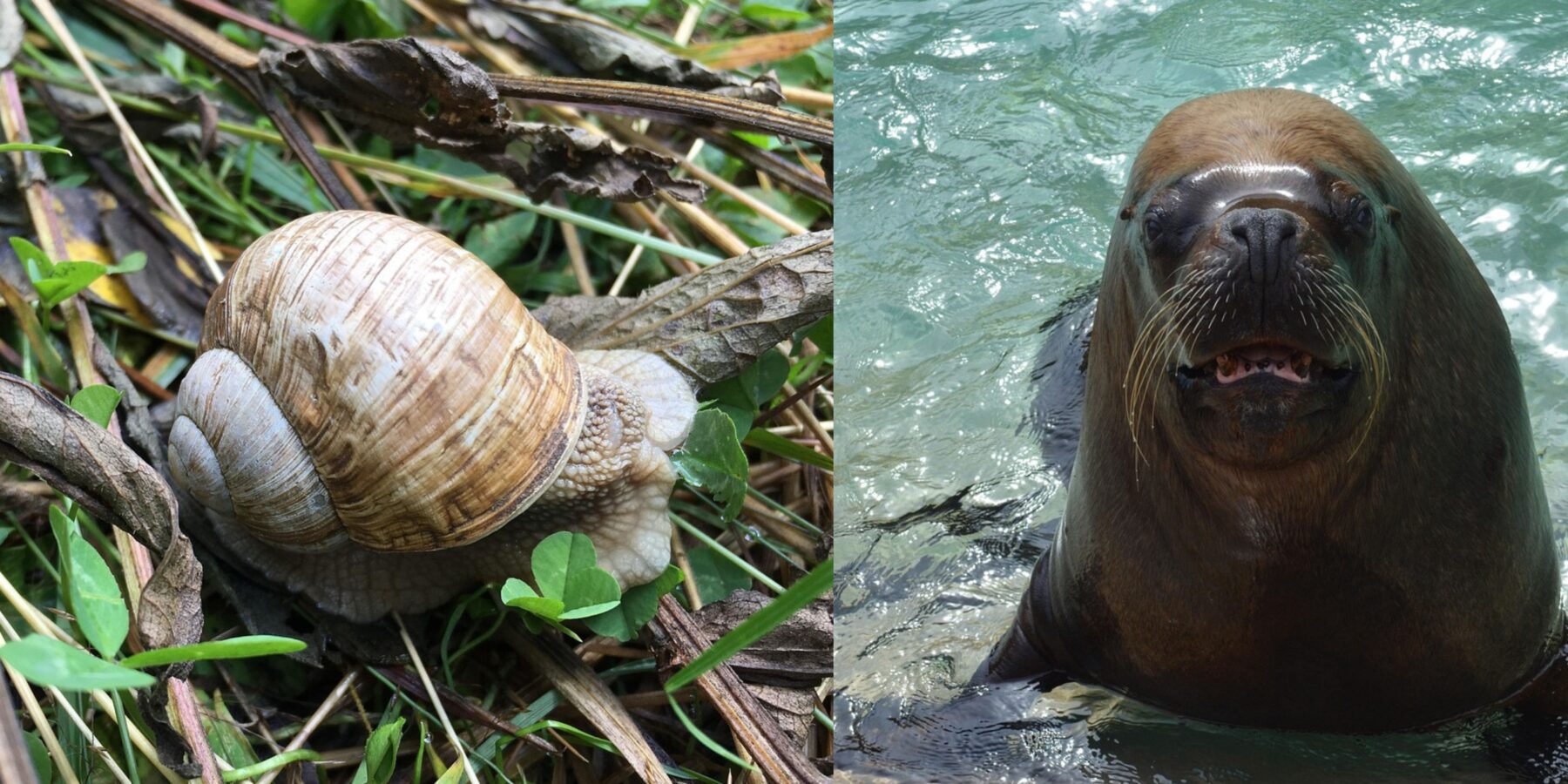 Вчені назвали тварин із найгострішим слухом