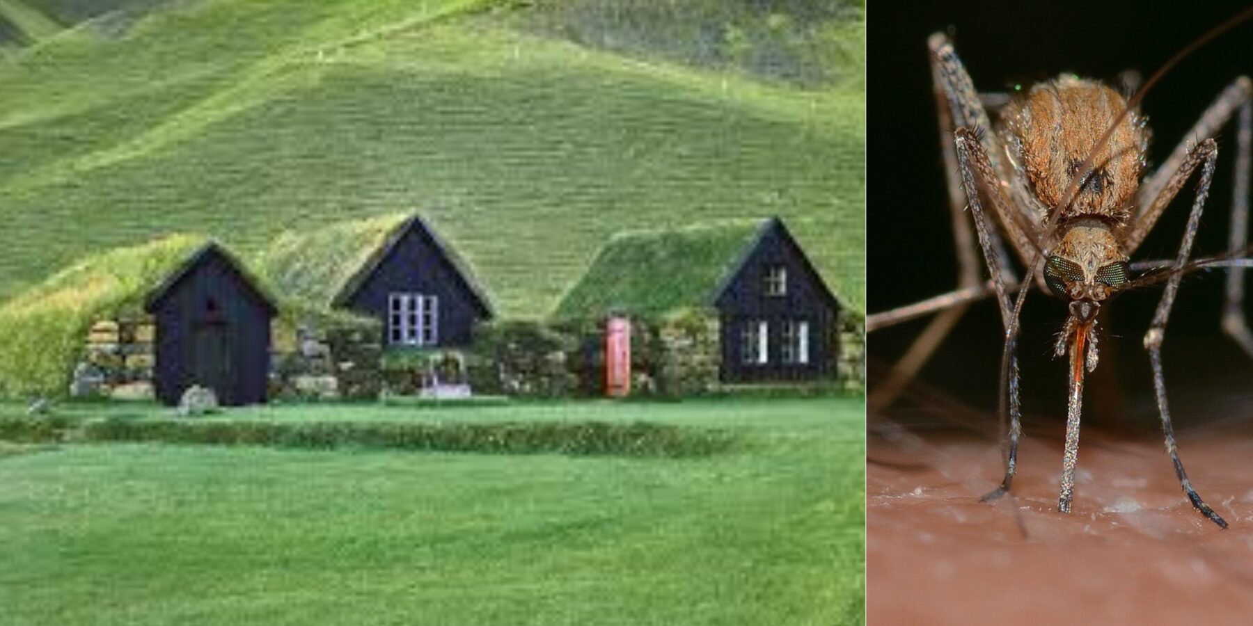 Науковці назвали країну, в якій зовсім немає комарів