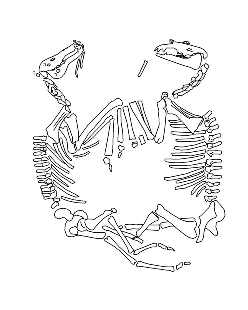 Вчені з'ясували, як виглядали коні із 3500-річного поховання, знайденого на Тернопільщині