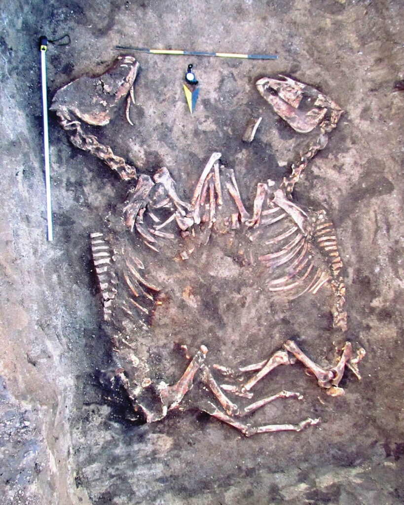 Вчені з'ясували, як виглядали коні із 3500-річного поховання, знайденого на Тернопільщині