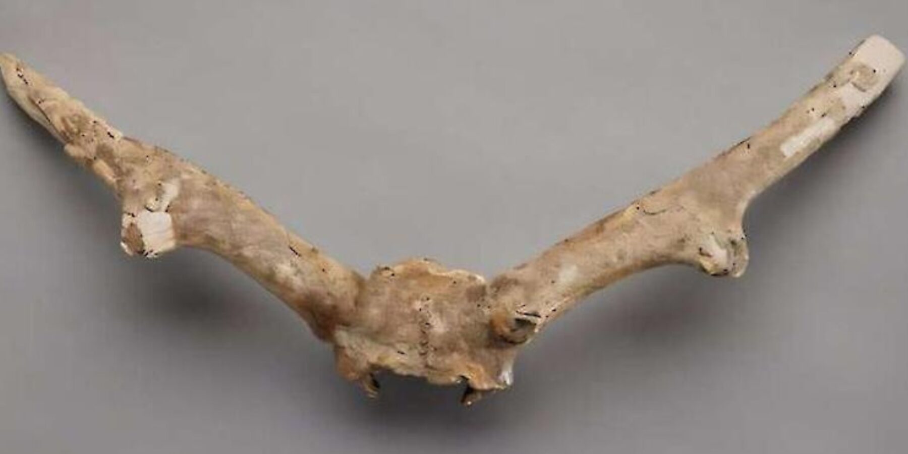 Вчені розкрили таємницю походження “підземного оленя Торонто”