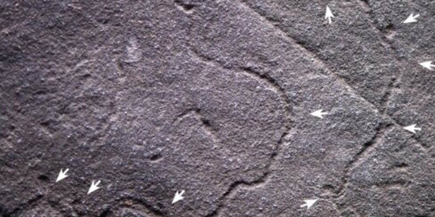 У Китаї знайшли нори тварин віком 550 млн років