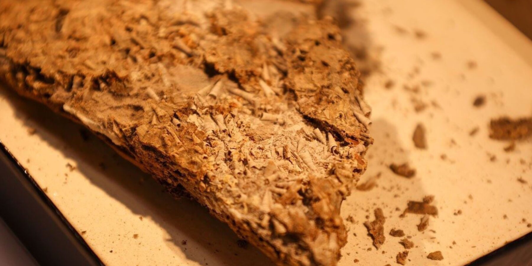 Вчені розкрили таємницю “епохи скелетів”, яка відбулася понад 500 млн років тому