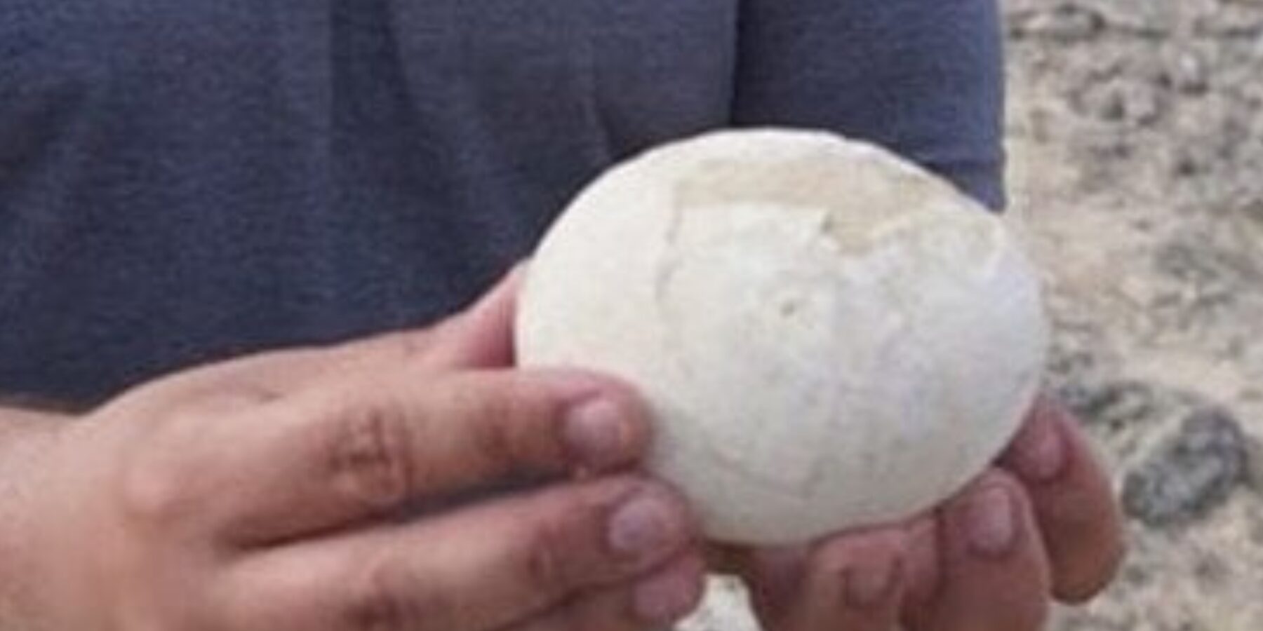 В Аргентині знайшли ідеально збережене яйце хижого динозавра