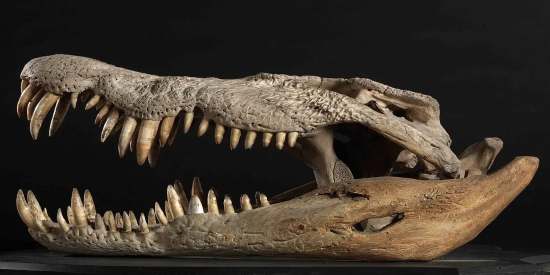 Вчені відтворили череп крокодила, який полював на динозаврів