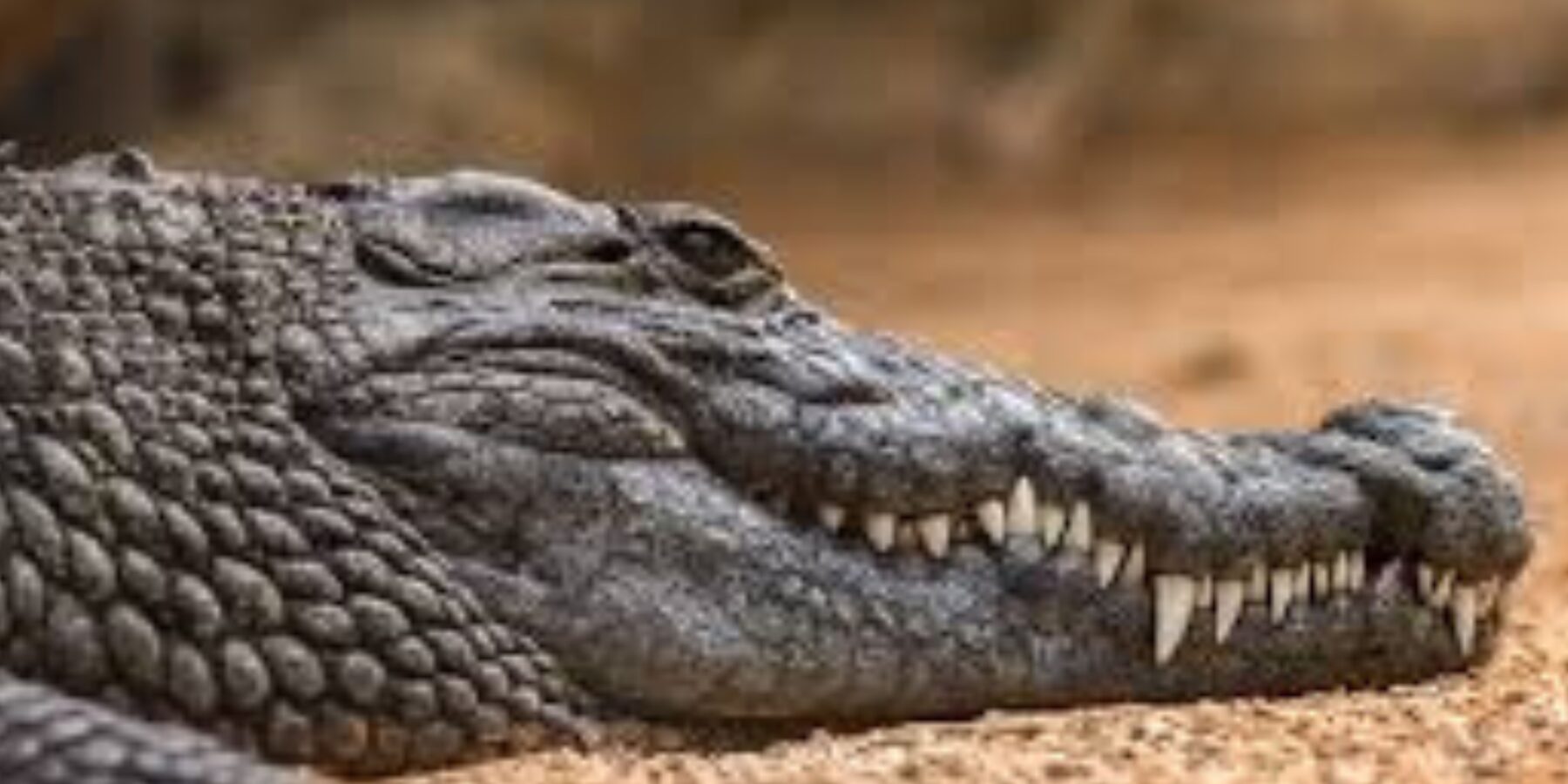 У США знайшли унікальну скам’янілість крокодила