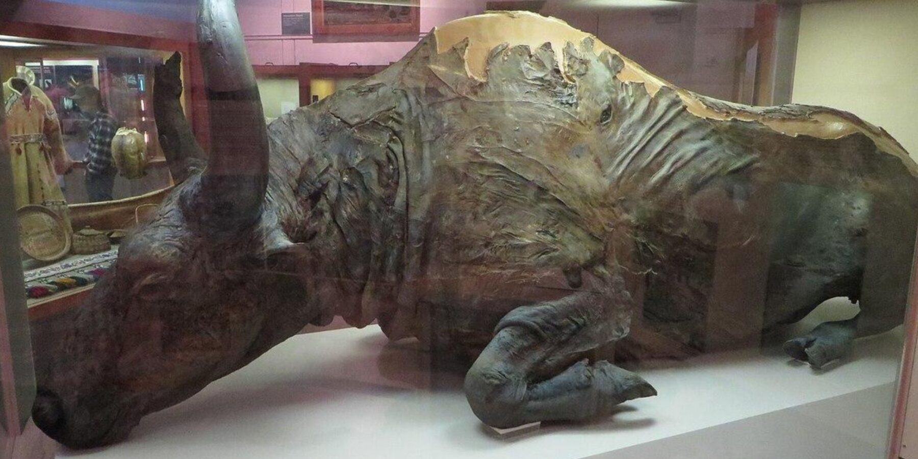 Вчені скуштували м'ясо бізона, який жив 50 тисяч років тому