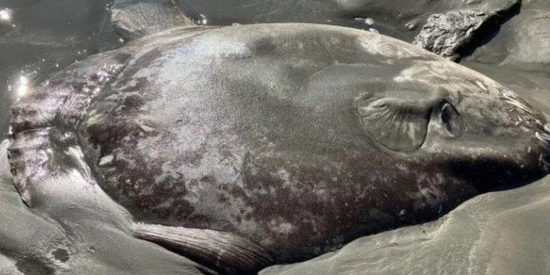 У США виявили одну з найважчих кісткових риб у світі