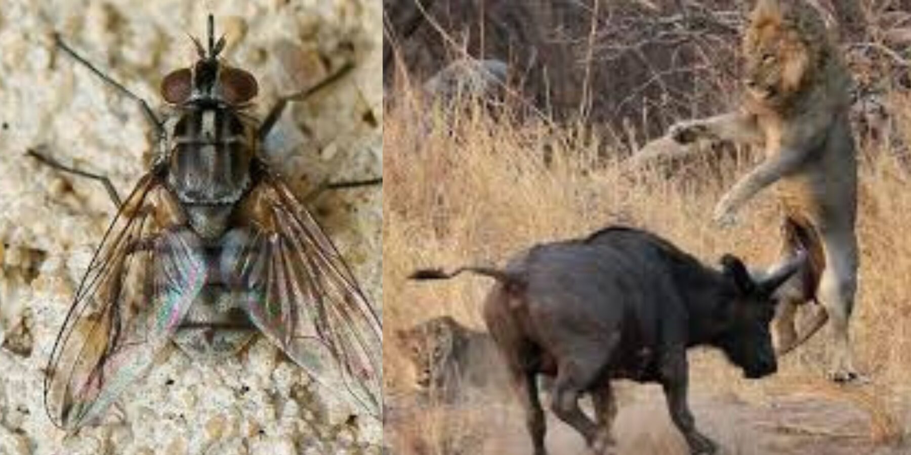 Вчені розповіли, від кого леви ховаються на деревах