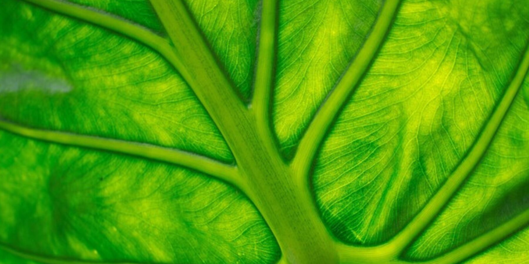 Вчені нарешті з’ясували, як починається фотосинтез