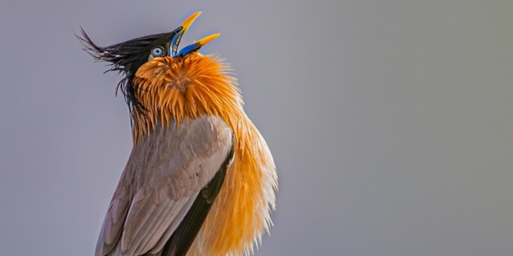 Вчені встановили причину ранкового співу птахів Вчені встановили причину ранкового співу птахів