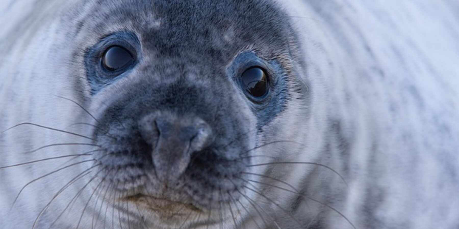 Вчені визначили, які тварини стоять на межі повного зникнення