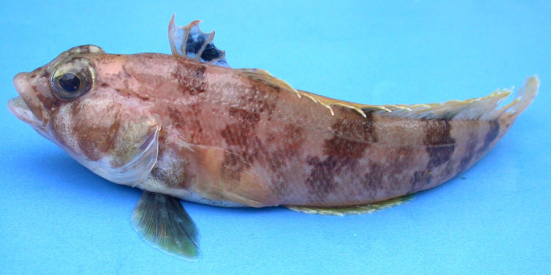 В Антарктиді знайшли гнізда риб В Антарктиді знайшли гнізда риб