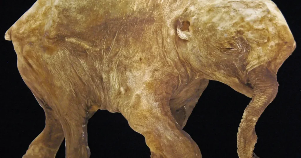 Вчені з'ясували, чим насправді харчувалися неандертальці