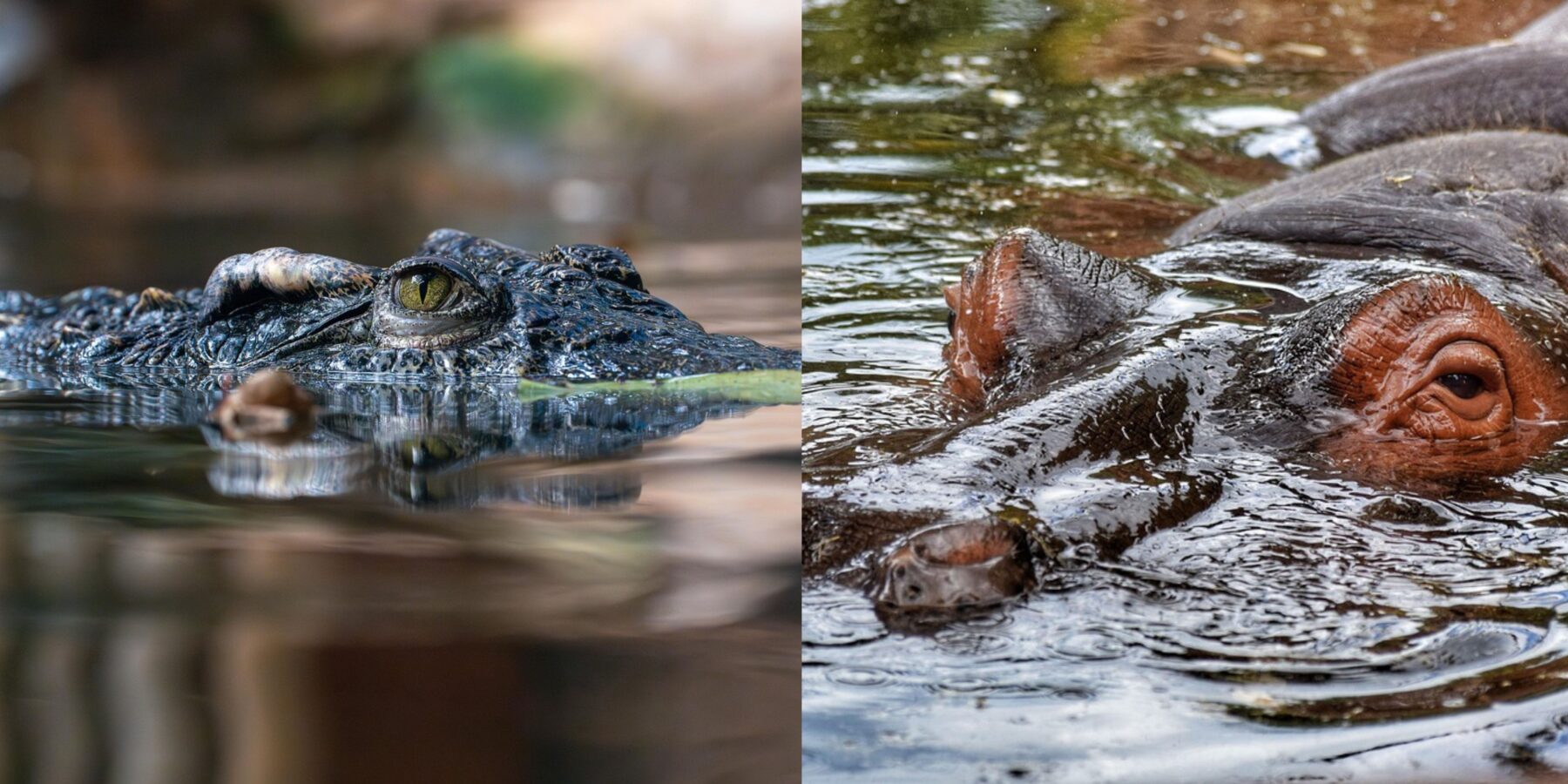 Вчені назвали найнебезпечнішу тварину Нілу