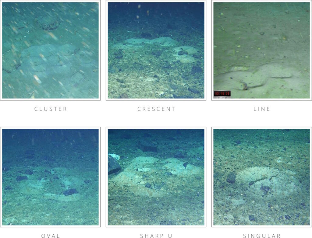 В Антарктиді знайшли гнізда риб