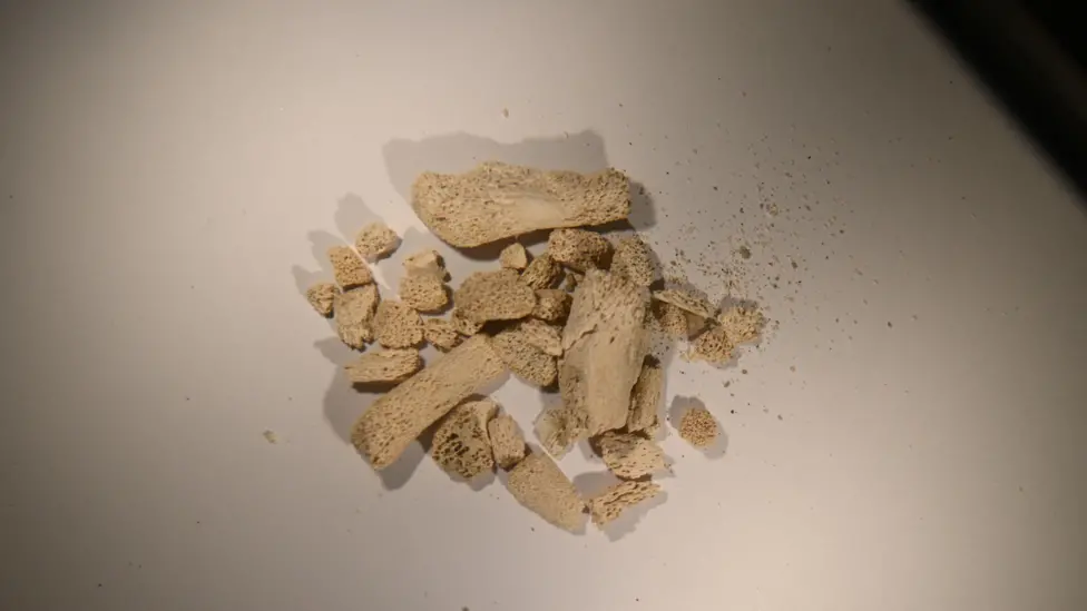 У Норвегії знайшли останки тварин та птахів льодовикового періоду