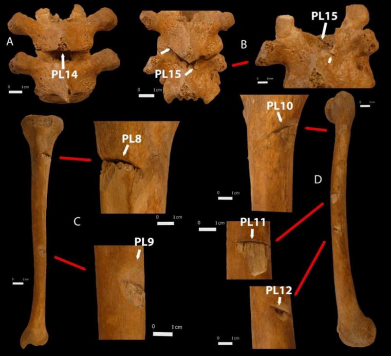 В Угорщині знайшли поховання князя з династії Рюриковичів