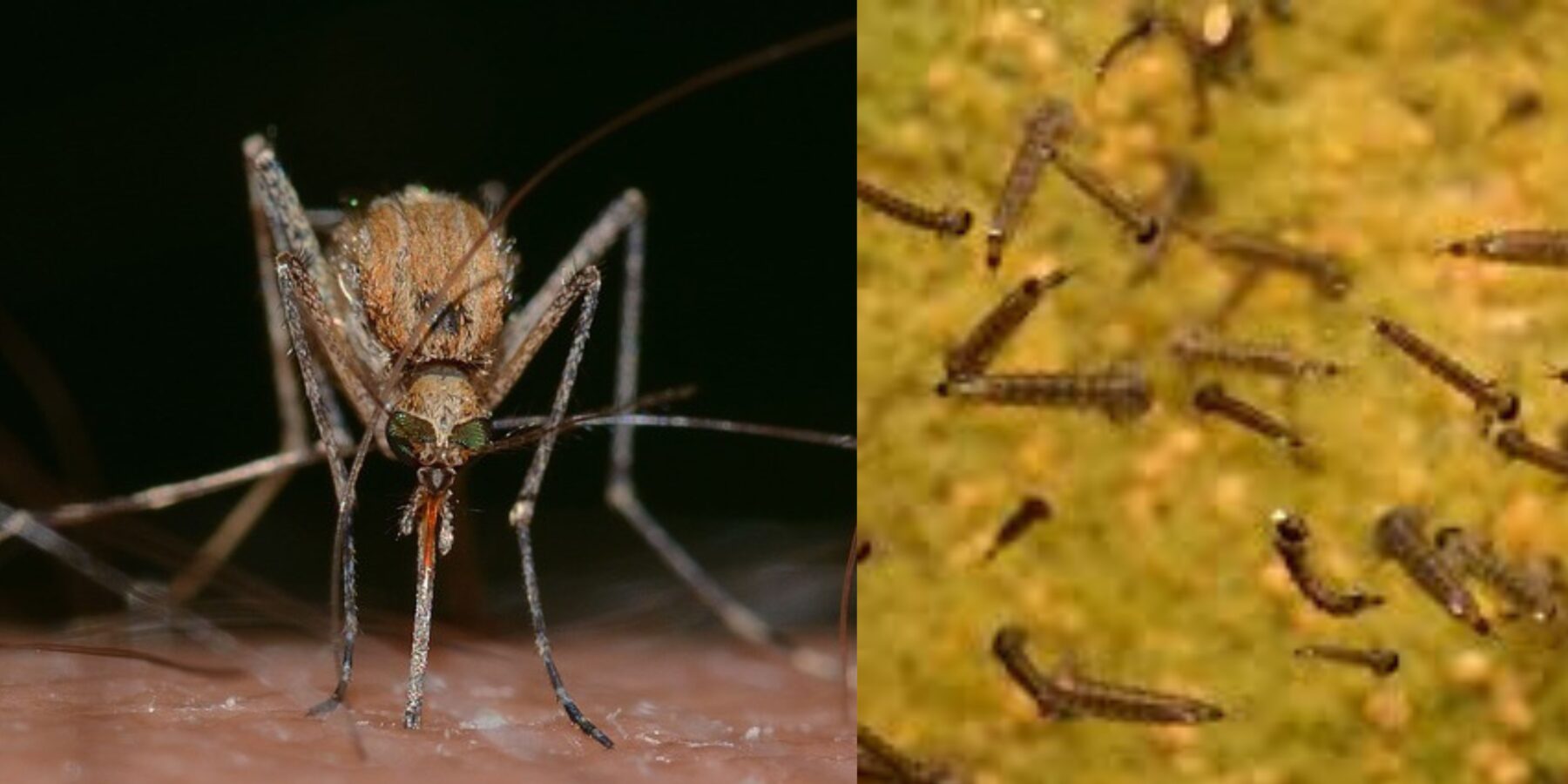 Вчені з'ясували, чи жили комарі за часів існування динозаврів Вчені з’ясували, чи жили комарі за часів існування динозаврів