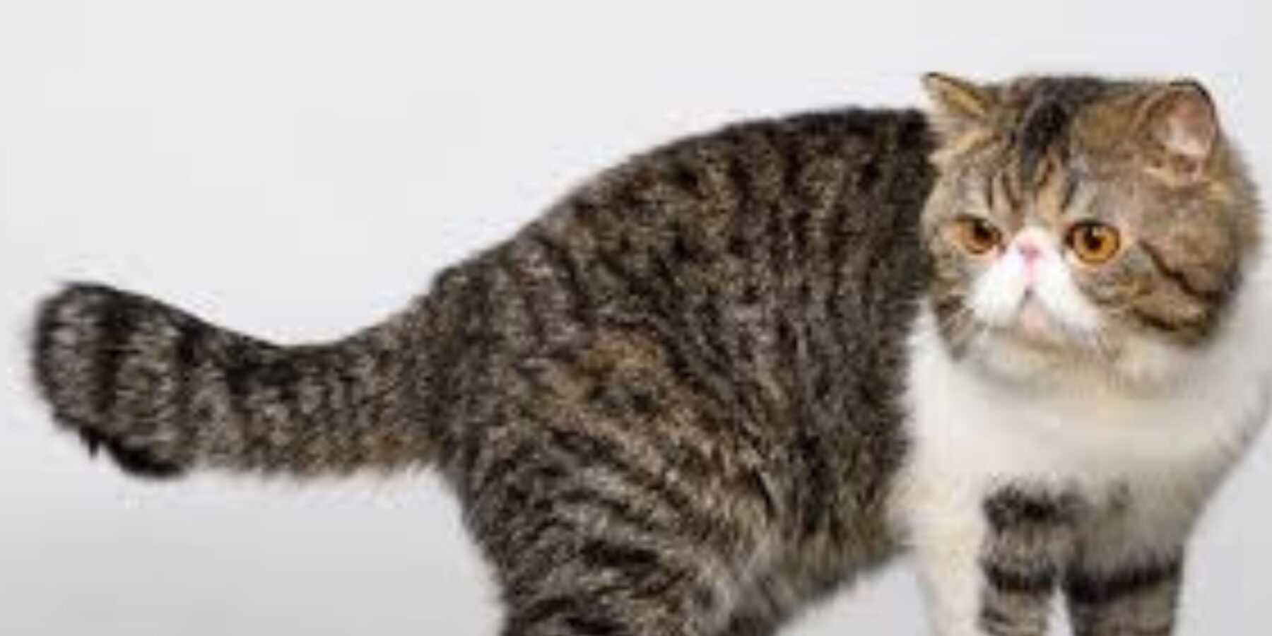 Вчені пояснили, чому люди не мають хвоста