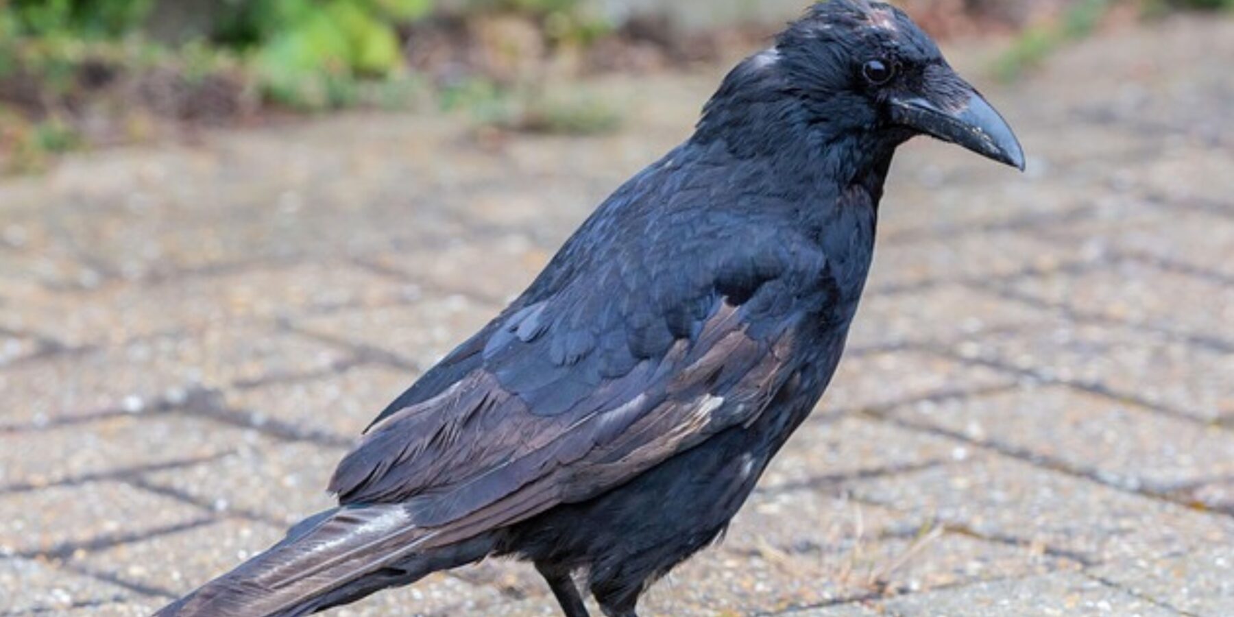 Вчені з’ясували, яи сивіють птахи у старості