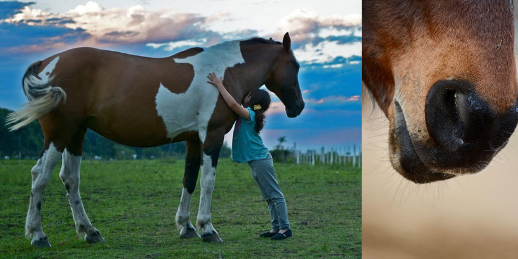 Вчені з'ясували, чому інколи коні покривалися мильною піною Вчені з’ясували, чому інколи коні покривалися мильною піною