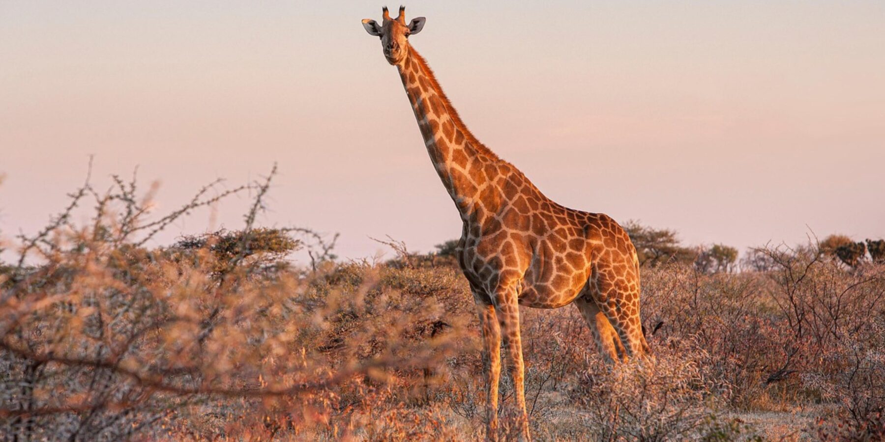 Вчені визначили, чому жирафи мають довгі ноги Вчені визначили, чому жирафи мають довгі ноги