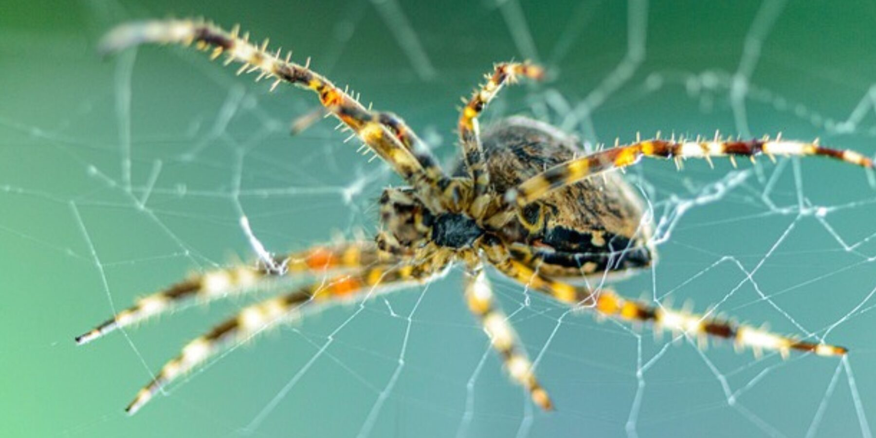 Вчені з’ясували, навіщо насправді павуки плетуть мереживо на павутині