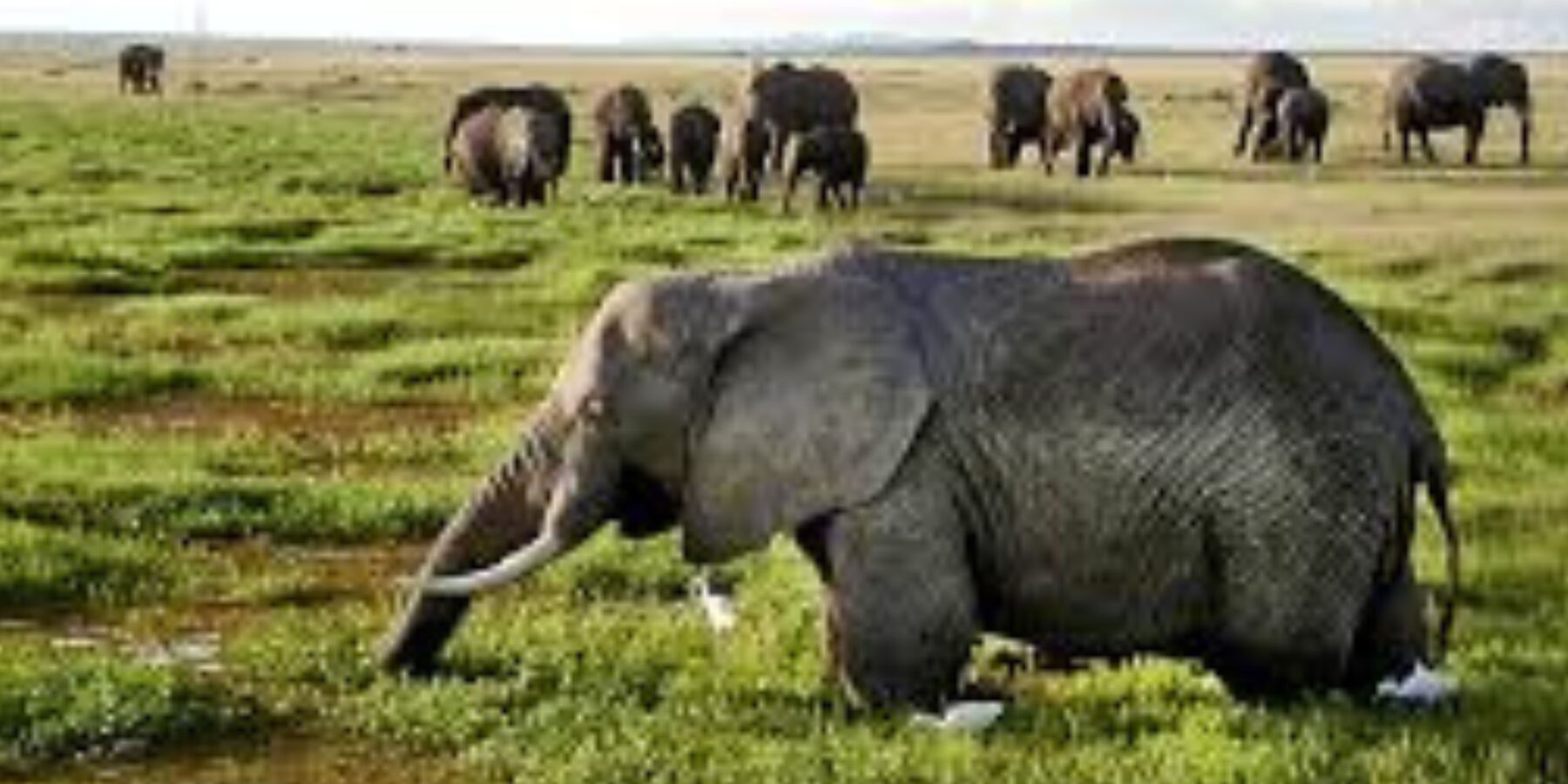 Вчені пояснили, чому в Африці живе найбільше великих тварин