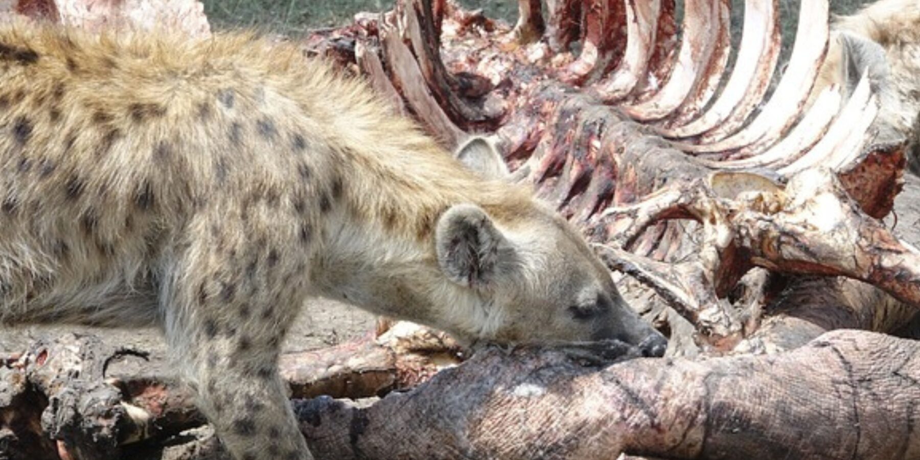 На Казказі знайшли скам’янілості гігантської гієни