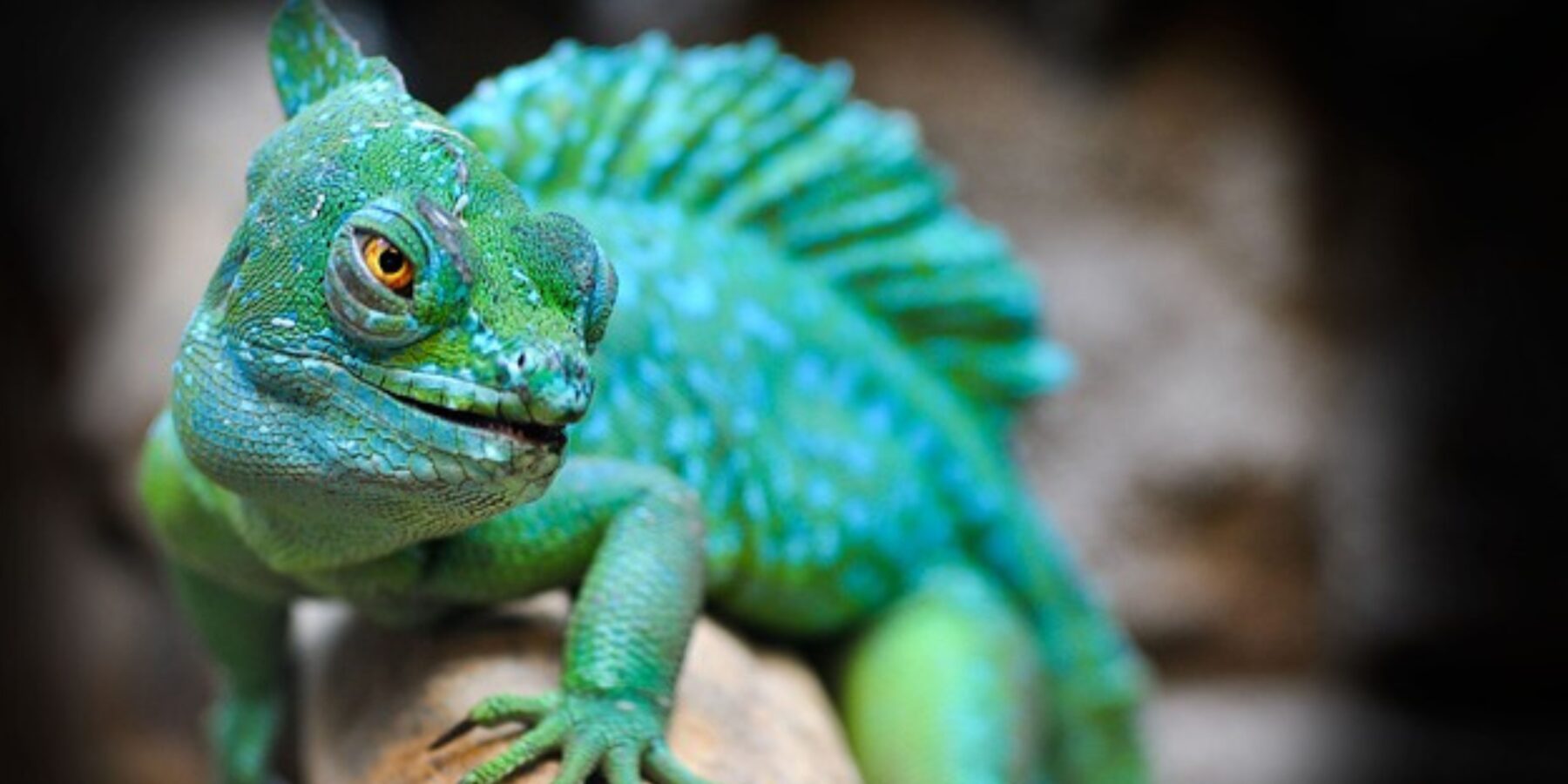 Вчені розкрили таємницю унікального руху очей хамелеона