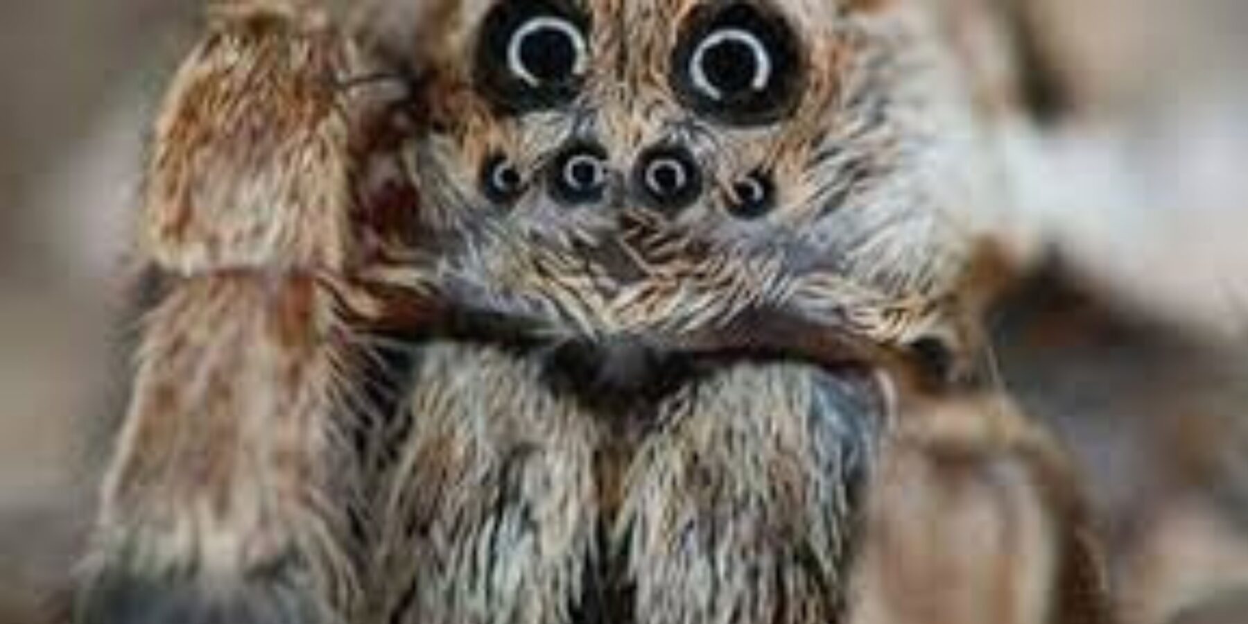 На Київщині виявили рідкісного павука