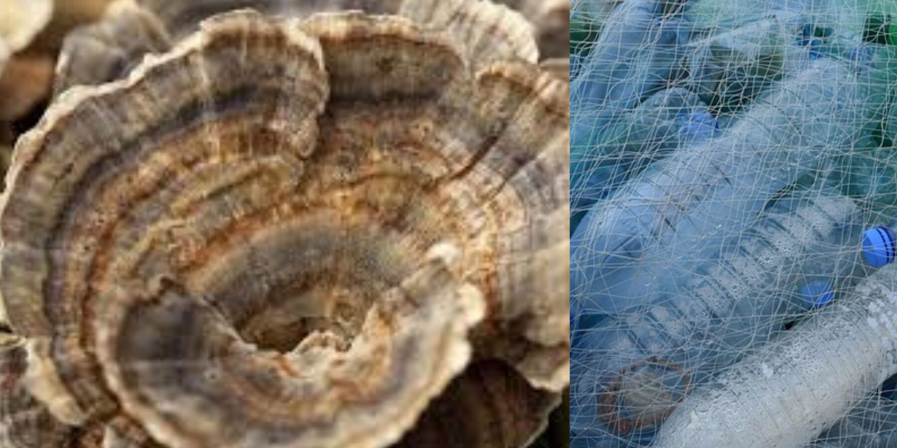 Вченим нарешті вдалося створити екологічну альтернативу пластику