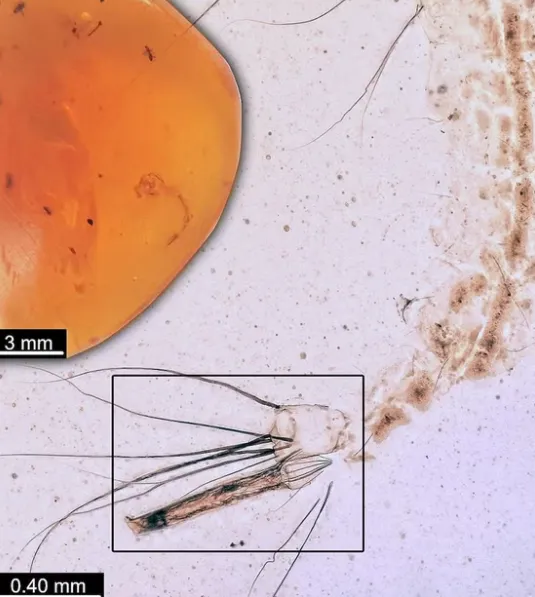 Вчені з'ясували, чи жили комарі за часів існування динозаврів