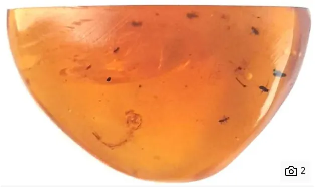 Вчені з'ясували, чи жили комарі за часів існування динозаврів