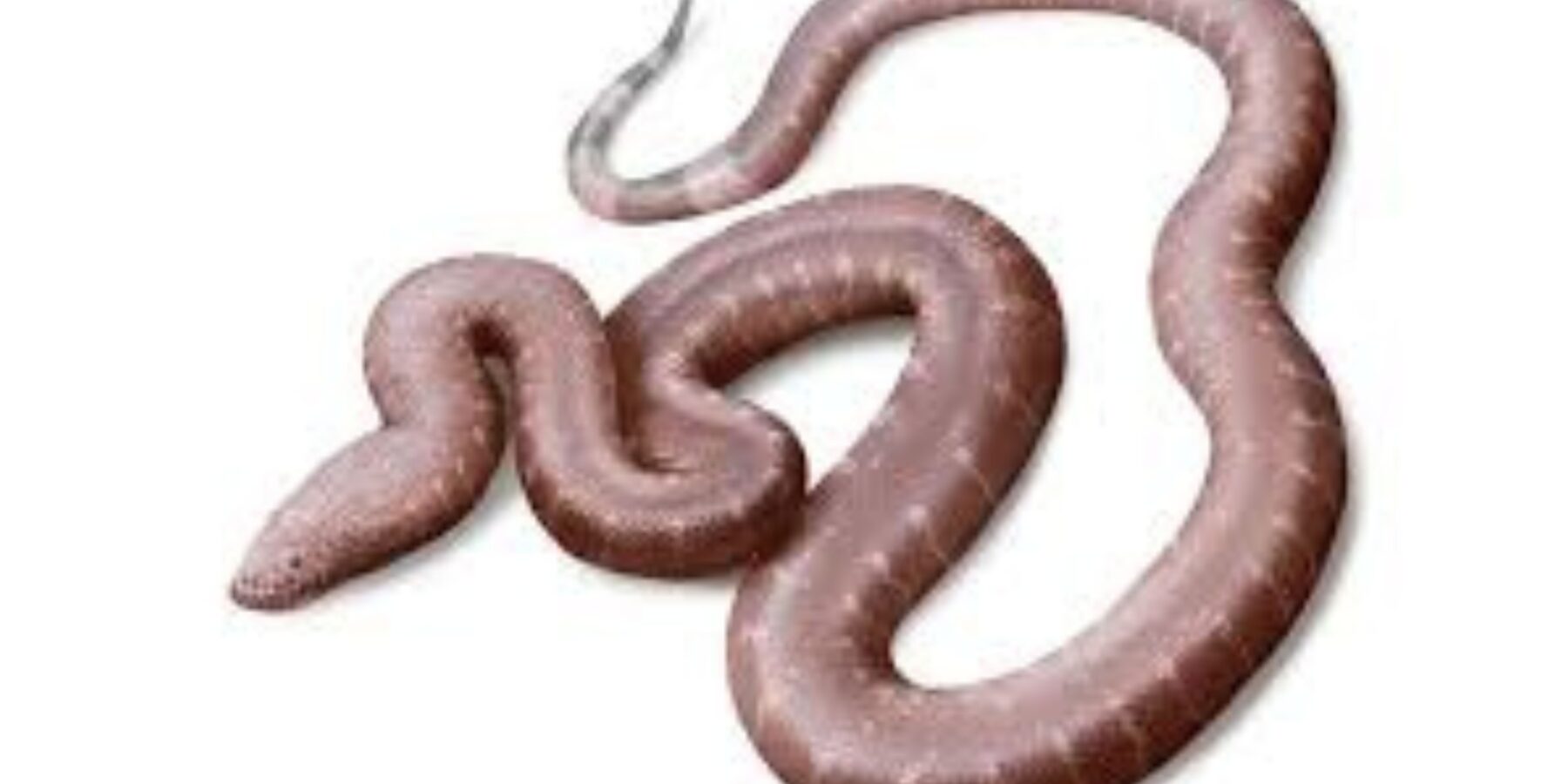 У Великобританії виявили новий вид викопної змії, яка жила 37 млн років тому