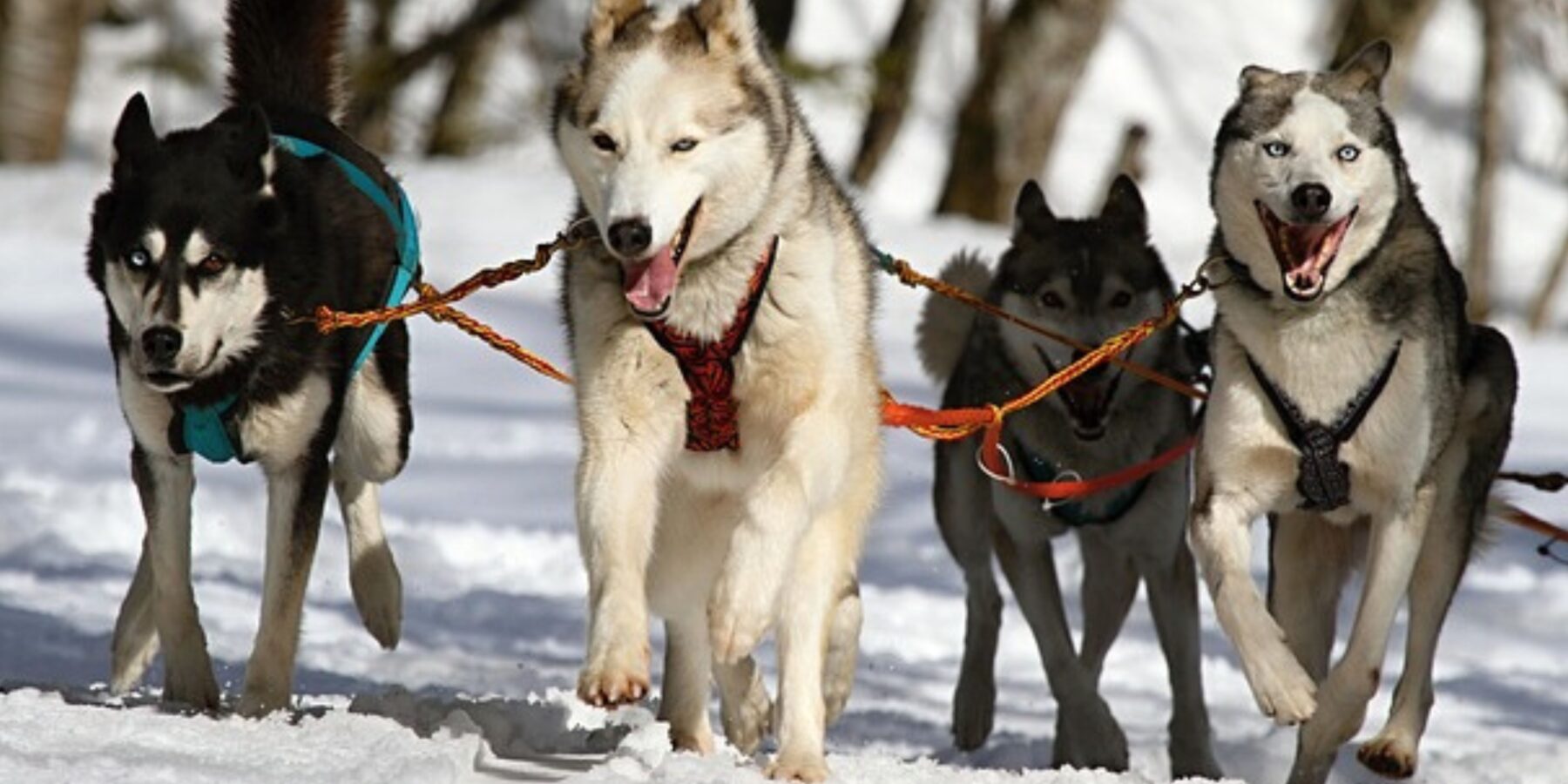 Вчені встановили, коли у світі з’явилися різні породи собак