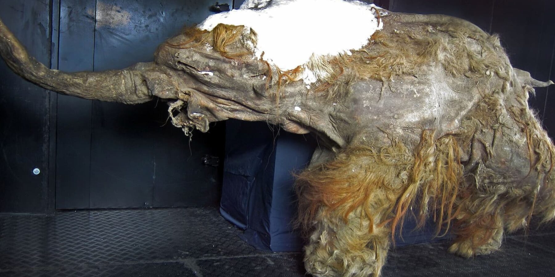 Вчені вперше розшифрували гени мамонта Юкі, який жив 40 тисяч років тому