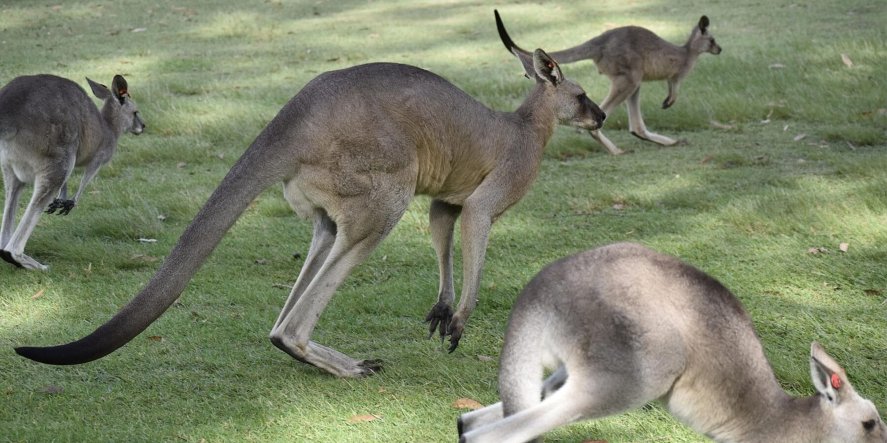 Вчені розкрили таємницю стрибків кенгуру