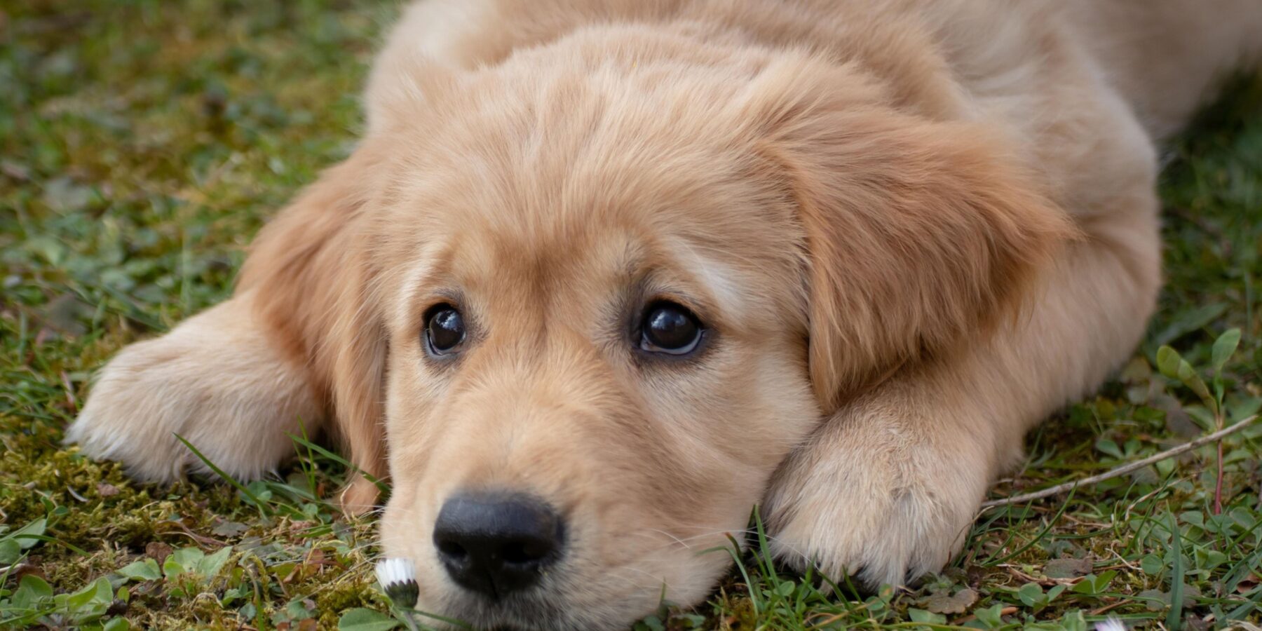 Вчені визначили, коли мозок домашніх собак став меншим за вовчий