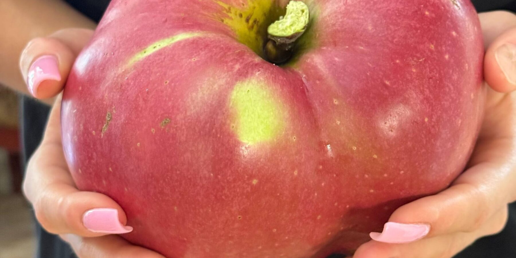 В Україні виростили рекордно велике яблуко