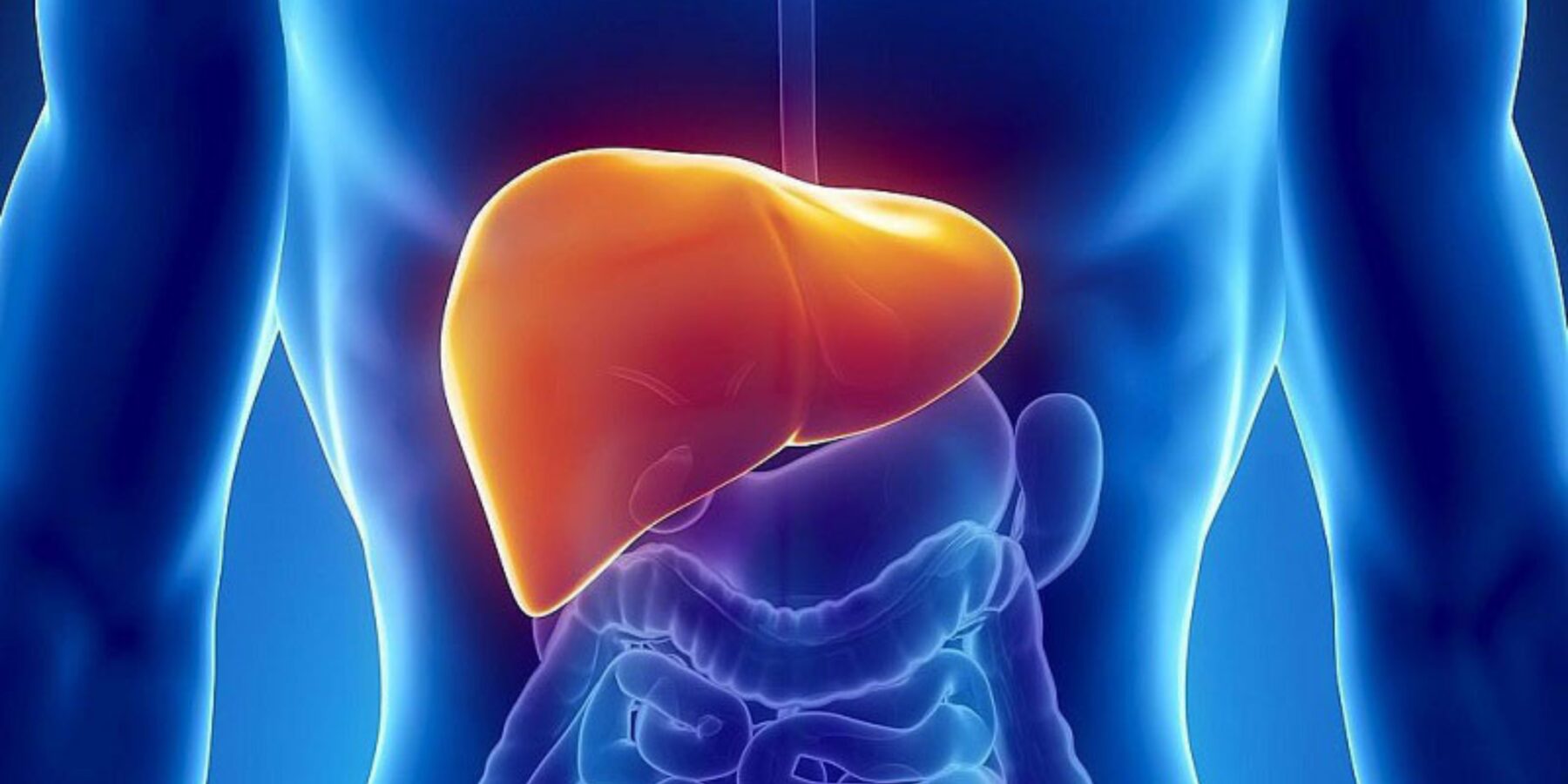 Вчені створили функціональні тканини печінки за допомогою 3D-друку